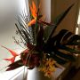 Terug komen uit Thailand en dan zulke prachtige tropische bloemen aantreffen, alsof @bloomonnl wist, dat ik nog lang niet weg wilde!