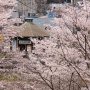 【市塙駅】記念樹の森から市塙駅を望む 