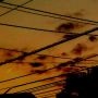 飛行機雲が夕陽に照らされて金色に輝いてたょ！