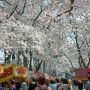 続いてやってきたのは那須塩原市の黒磯公園 なんですかこの人混みはｗｗｗｗｗ 混みすぎいいいいいいい