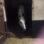 Ze zijn goed aangekomen op #HippodromeDeDax tussenstop voor Barroca D'Alva morgen gaat de reis weer verder. #RuitersInOranje #baroccadalva