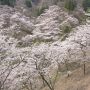 【妙義山さくらの里】一の沢園地と呼ばれる高台から見下ろす桜はさくらの里のハイライトっすね