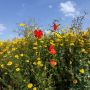 Bloeiende #akkerrand #polder #Noordwelle #natuur