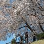 栃木市・つがの里のシンボル山桜 天気の良い日に満開の桜とくれば近くに行きたくなるのは人情ですね♪