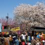 天平の丘公園では今週末からいよいよ八重桜が見頃を迎えます！ とつぃぎの桜第二章を刮目せよ！ m9(ﾟдﾟ)っ