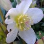 Helleborus