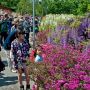 【あしかがフラワーパーク】クルメツツジと藤の路 歩道は花でいっぱい♪