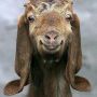 @James_M_Lane someone needs a picture of a happy goat 