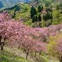 【グンマー】妙義山さくらの里の八重桜 こちらも例年GWに見頃を迎えます