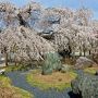 【栃木の桜】佐野市・西光院の枝垂れ桜 その美しさ滝のごとし