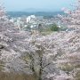 【矢板市・長峰公園】同公園の高台からは桜と共に矢板市街を望むことが出来ます 