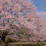 【栃木の桜】天平の丘公園の淡墨桜 県内で最も早く満開を迎えます