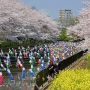館林市のこいのぼりの里まつり 5000匹を超える鯉のぼりと桜のコラボは一見の価値ありです