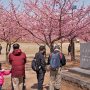 【宇都宮城址公園の河津桜2017】ここの桜は善意の桜 (｀･ω･´)ゞ