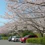 【つつじが岡公園】駐車場もお花でいっぱい