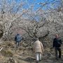 【筑波山梅林2016】しゃがんで煽るように撮ると良い感じです♪ 気分は春すなー