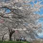 【桜紀行2014】栃木市・金崎思川堤の桜 河川敷に約1キロに渡って続く並木道