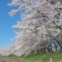 【桜紀行2014】栃木市・宮の桜堤の桜 永野川沿いに桜並木が約1.5kmほど続きます 