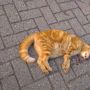 Schokkende foto! Van wie is deze aangereden rode kater #consthuygensstraat #gouda