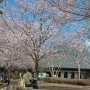 【天平の丘公園】ソメイヨシノではないと思うのですが民俗資料館の前では早咲きの桜が見頃になっています 