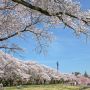 【長峰公園】毎年ここに来る時はなぜか天気が良いｗ 曇りや雨ばかりだった今年の桜シーズンだったけどジンクスは生きていたようだｗ