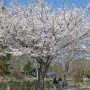 【茨城県・桜川の桜】桜の木陰で一休み 