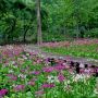 【日光市】上三依水生植物園のクリンソウ 奥日光の千手ヶ浜まで行くのが億劫だという方にはこちらがオススメ