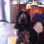 @smudger195 that your dog ? Looks the image of my sisters dog. 