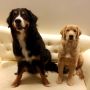 ベルカが我が家に来て今日で3カ月！まだ生後5カ月すくすく成長中！▼･。･▼ノ