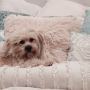 The pillow has eyes...