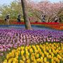 【ひたち海浜公園】チューリップはその多くが木陰に植えられているので長持ちしているんでしょうね まあ撮る側からすると木陰というのはなかなかに厳しいんですけどｗ