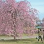 【矢板市・長峰公園】公園の中央に植えられた若いシダレザクラは満開まであと数日といったところ 