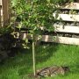Being back home in Scotland has brought tremendous peace to my original rescue moggie, Betty. 