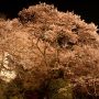 【慈光寺・赤門の桜】樹勢の衰えが指摘される赤門の桜ですが今年も元気に咲いてくれました 8分咲きといった所かな