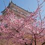 【宇都宮城址公園の河津桜2017】ここは櫓と一緒に撮れるポイントがほとんど無いのが惜しい所なんだなぁ  