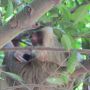 #CostaRica #Sloth #CapitalJazzCruise This ain't John Leguizamo baby!