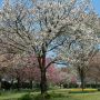 【桜紀行2014】日本花の会・結城農場の八重桜 若干散り始まっていますがほぼ満開です！