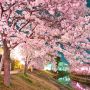 【真岡市・城山公園】毎年同じ構図でしか撮ってないような気がするが(ﾟεﾟ)ｷﾆｼﾅｲ!!