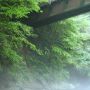 【とつぃぎの奥入瀬】霧深き渓谷
