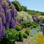 【あしかがフラワーパーク】水上花壇脇には色とりどりの藤が立ち並ぶ