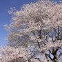 【栃木の桜】天平の丘公園の淡墨桜 県内で最も早く満開を迎えます