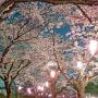 【城之内公園】歩道の桜