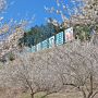 【観音山 梅の里】遅れていた梅の開花ですがようやく満開！