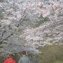 【矢板市・長峰公園】霞んだ空の日は当然ながら空を極力入れないような構図を苦心する事になります 高低差のある撮影地で助かりますたｗ 