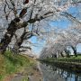 【桜紀行2014】真岡市・行屋川水辺公園の桜 水面に映る桜とのシンメトリーな1枚