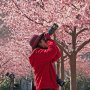 【宇都宮城址公園の河津桜2017】カメラマンさんも多数いらっしゃった♪ 