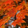 紅葉とは短い秋の煌めき也