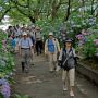 【幸手市権現堂の紫陽花】お昼近くになるとお客さんでいっぱい
