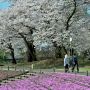 【長峰公園】芝桜がもうひと息咲いていると最高だったんだが