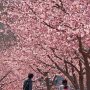 【宇都宮城址公園の河津桜2017】逆光ポジだったけどなかなか印象深い写真が撮れますた 